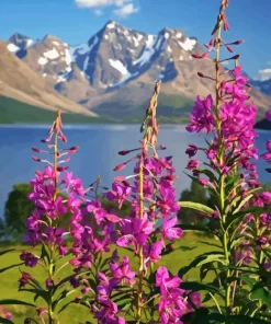 Lyngen Fireweed Diamond Painting