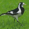 Magpie lark walking on grass Diamond by numbers