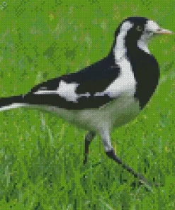 Magpie lark walking on grass Diamond by numbers