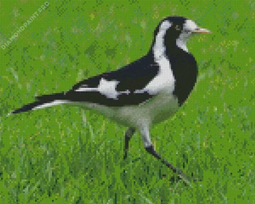 Magpie lark walking on grass Diamond by numbers