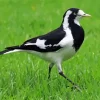 Magpie lark walking on grass Diamond by numbers