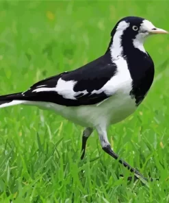 Magpie lark walking on grass Diamond by numbers