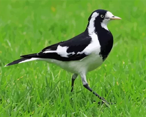 Magpie lark walking on grass Diamond by numbers