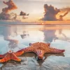 Starfishes On Beach Diamond Painting