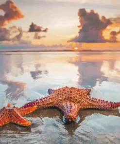 Starfishes On Beach Diamond Painting