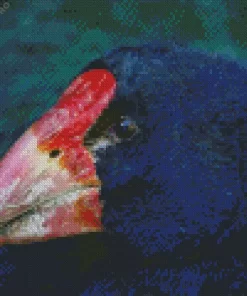 Takahe Head Bird Diamond Painting