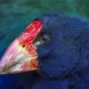 Takahe Head Bird Diamond Painting