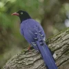 The Taiwan Blue Magpie Bird Diamond Painting