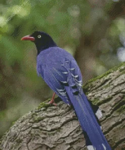 The Taiwan Blue Magpie Bird Diamond Painting