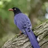 The Taiwan Blue Magpie Bird Diamond Painting