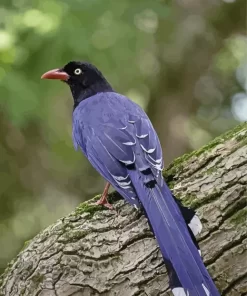 The Taiwan Blue Magpie Bird Diamond Painting