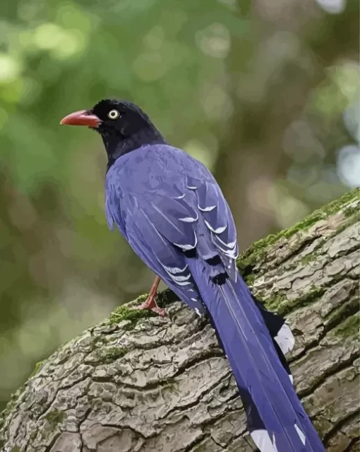 The Taiwan Blue Magpie Bird Diamond Painting