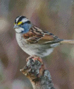 Throated Sparrow Bird Diamond Painting