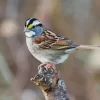 Throated Sparrow Bird Diamond Painting