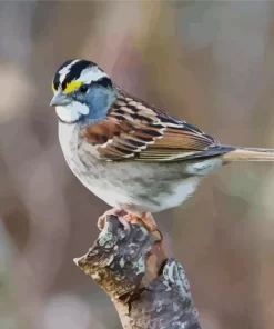 Throated Sparrow Bird Diamond Painting