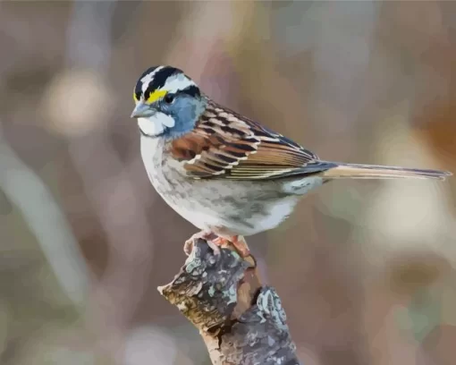 Throated Sparrow Bird Diamond Painting