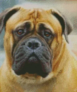 Bullmastiff Diamond Painting