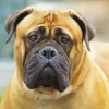 Bullmastiff Diamond Painting