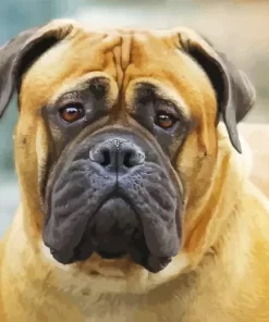 Bullmastiff Diamond Painting