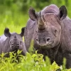 Mom And Baby Black Rhino Diamond Painting