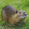 Nutria In Grass Diamond Painting