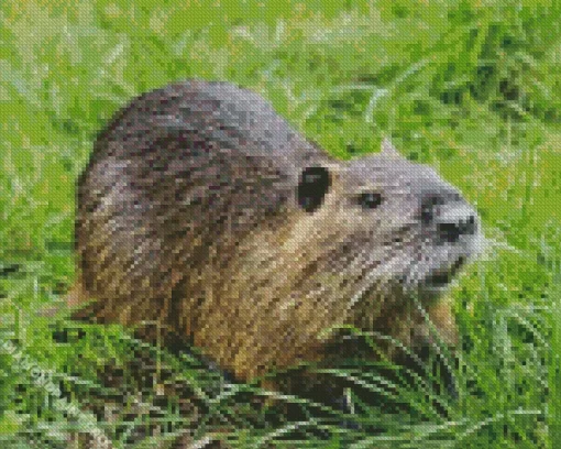 Nutria In Grass Diamond Painting