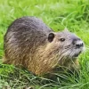 Nutria In Grass Diamond Painting