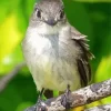 Tyrant Flycatchers Bird Diamond Painting