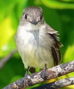 Tyrant Flycatchers Bird Diamond Painting